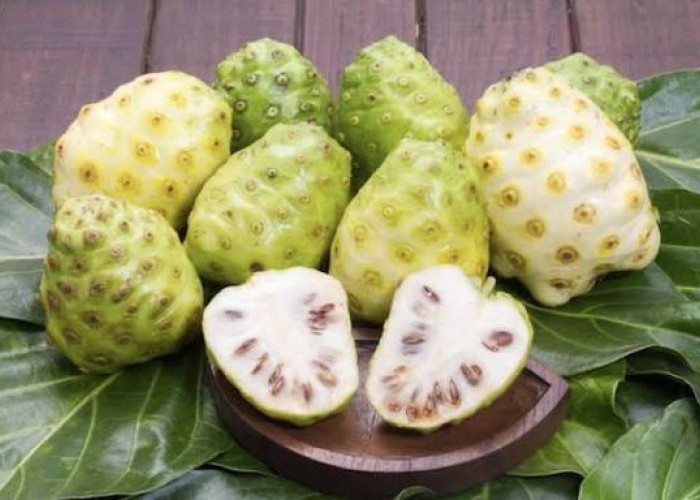 Simak! 5 Manfaat Buah Mengkudu untuk Wanita yang Jarang Diketahui