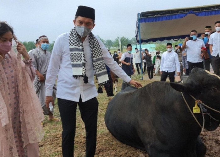 Jemaah Masjid Agung An-Nur Kurban 6 Sapi, Satu Di Antaranya Bupati Ogan Ilir 