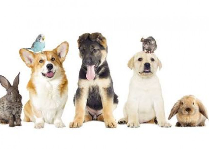 Simak! Inilah 5 Hal Penting yang Perlu di Perhatikan Sebelum Memelihara Hewan Kesayanganmu