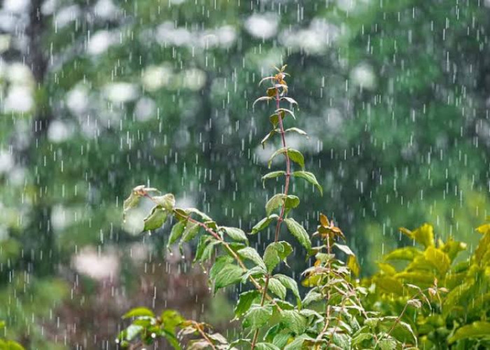 3 Wilayah Sumsel Diperkirakan Bakal Hujan Hari ini 
