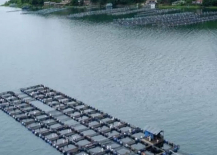 Air Danau Toba Menyusut, Budidaya Ikan KJA Terancam