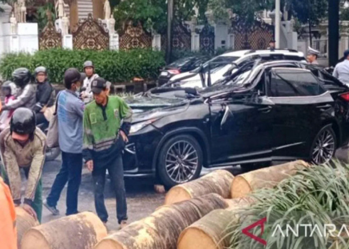 Ajal Menjemput, Pengemudi Lexus Tewas Tertimpa Pohon Tumbang di Pondok Indah
