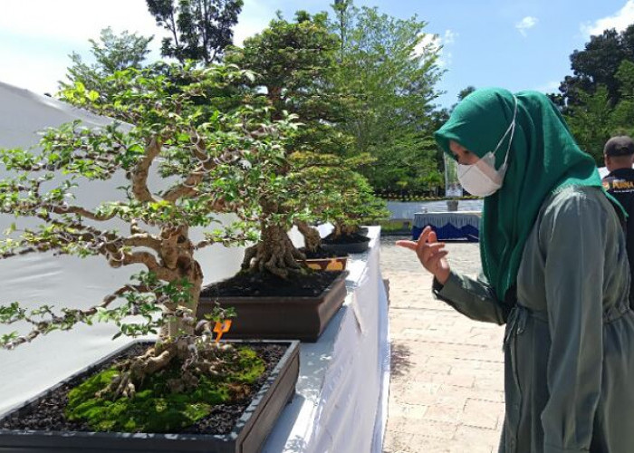 Pohon Bonsai Ratusan Juta Ikut Lomba Sudah Dipajang di Taman Kota Prabujaya Prabumulih, Jumlahnya 700 Pohon