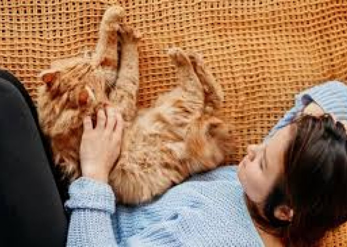 Simak! Ini Alasan Mengapa Kucing Suka Tidur Dekat Pemiliknya