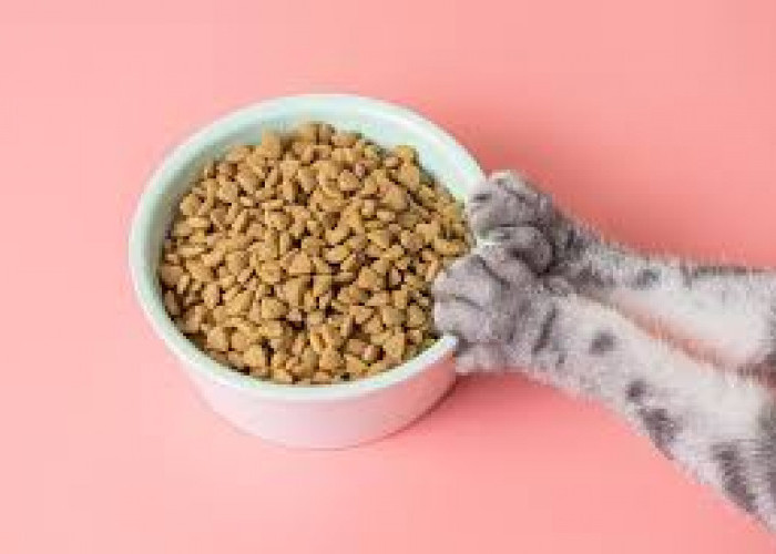 3 Rekomendasi Pakan Kucing Murah Berkualitas dan Kaya Nutrisi 