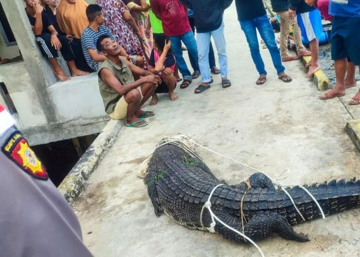 Teror Berakhir, Buaya 4 Meter di Kecamatan Serasan Natuna Berhasil Ditangkap