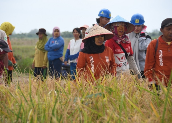 Padi Gogo Menguning, Korem 044/Gapo dan Petani Perkuat Ketahanan Pangan