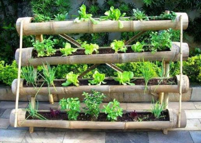 Inilah 5 Jenis Tanaman Sayur Merambat yang Cocok Dibudidayakan di Rumah