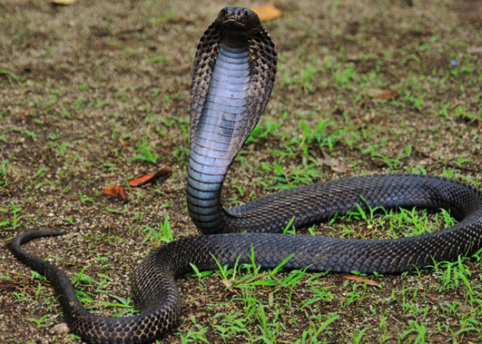 Duel, Bocah 8 Tahun Gigit Kobra Hingga Mati