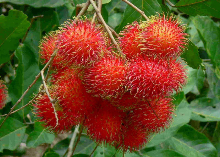 9 Manfaat Buah Rambutan yang Luar Biasa, Wanita Pasti Suka