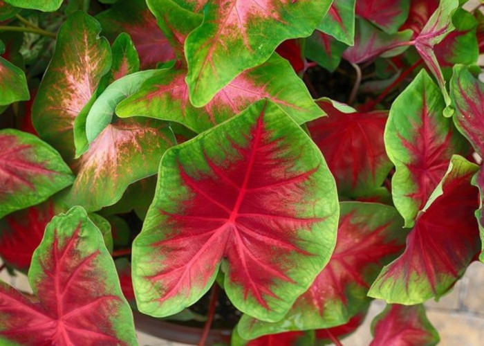 4 Cara Merawat Tanaman Hias Caladium