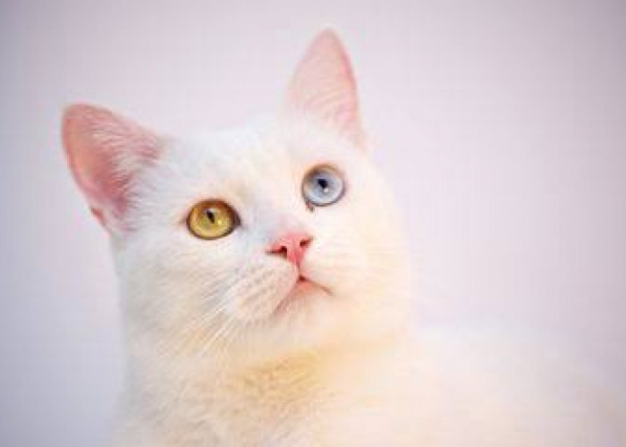 Ketahui! Inilah 6 Penyebab Kucing Terus Menatap Pemiliknya