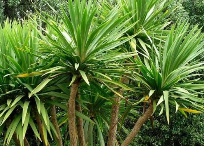 Begini Cara Mudah Memangkas Daun Pandan agar Tumbuh Subur