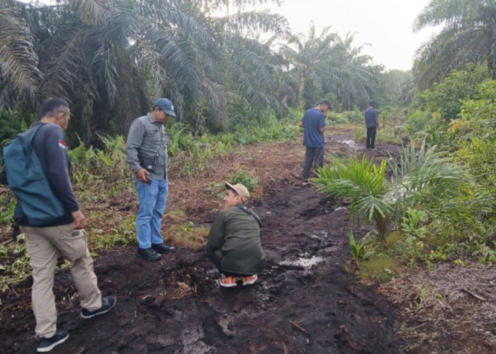 Harimau Muncul di Perkebunan Sawit Kabupaten Siak, Hanya Berjarak 4 Meter dari Saksi