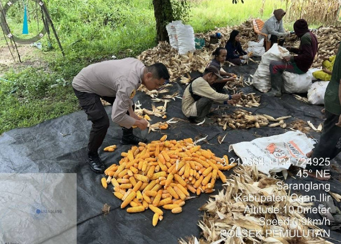 Polsek Pemulutan Gelar Panen Jagung Di Sarang Lang Ogan  Ilir, Bersama Petani