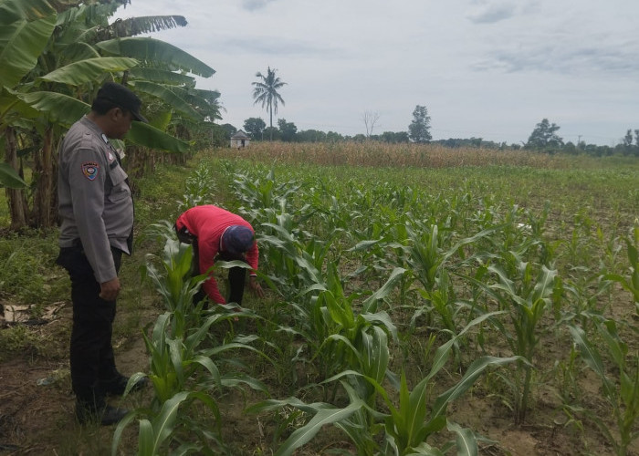 Polsek Pemulutan Cek Perkembangan Tanaman Jagung Pipil Dalam PKP 