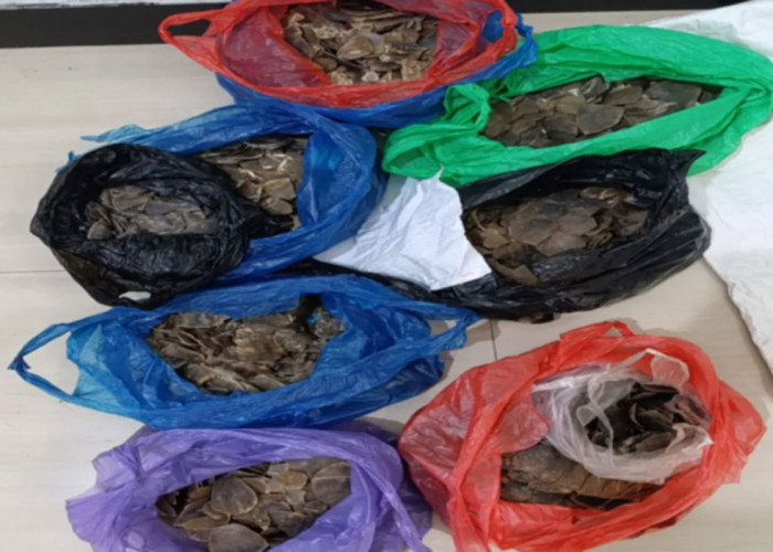12 kg Sisik Trenggiling Gagal Diperjualbelikan di Kalsel