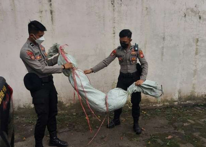 Seram, Sosok Pocong Bikin Pengendara Resah, Berdiri di Rimbun Pohon Bambu yang Minim Penerangan 