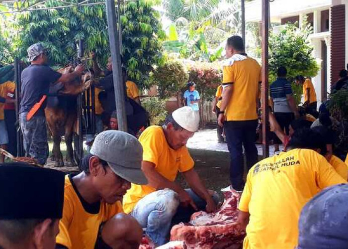 Wujud Syukur, Ketua KORMI Palembang Kurban 11 Ekor Sapi