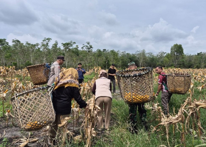 Ini Dia  Cara Tanam Jagung  Berlimpah, Polsek Tanjung Batu Panen Jagung  di Desa Senuro Timur Ogan Ilir