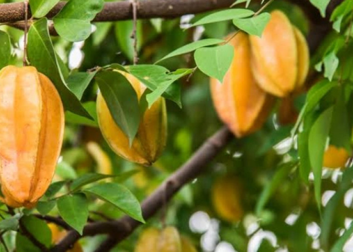 Catat, ini 4 Manfaat Buah Belimbing untuk Kesehatan 