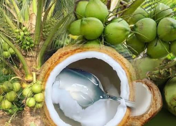 Wajib Tahu! Inilah Manfaat Daging Kelapa Muda untuk Kesehatan