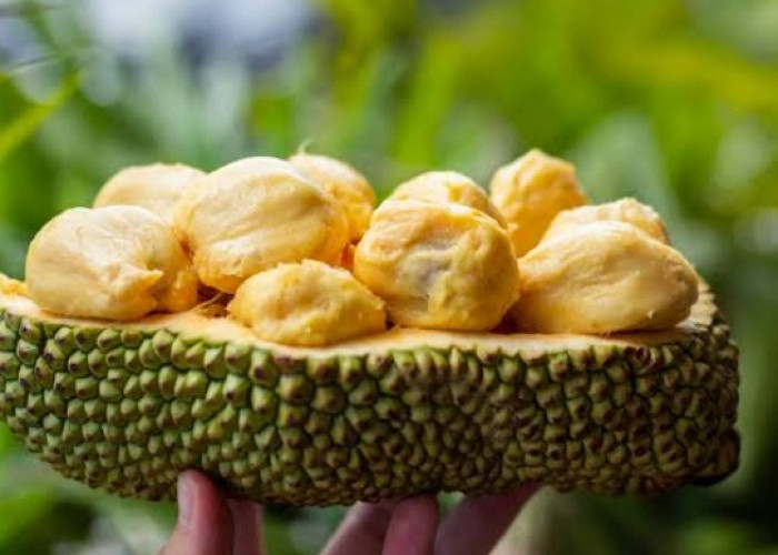 Catat, ini 4 Manfaat Buah Cempedak Bagi Kesehatan