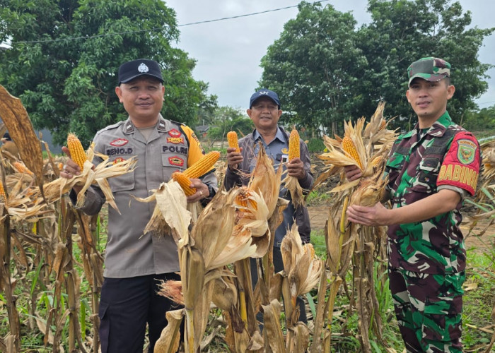 Polsek Indralaya Panen Jagung 3 Hektar di Desa Tanjung Pering Ogan Ilir