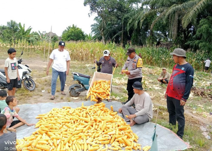 Polsek Tanjung Raja  Panen Jagung Pipil Bersama Pemdes Ulak Kerbau Lama