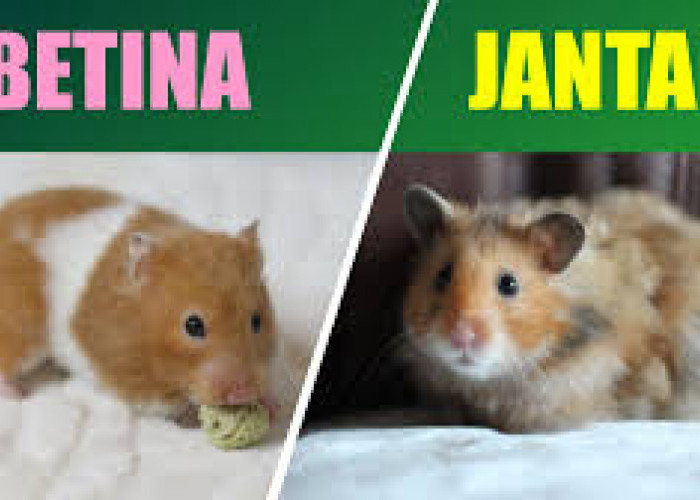 5 Cara Membedakan Hamster Jantan dan Betina, Jangan Sampai Salah!