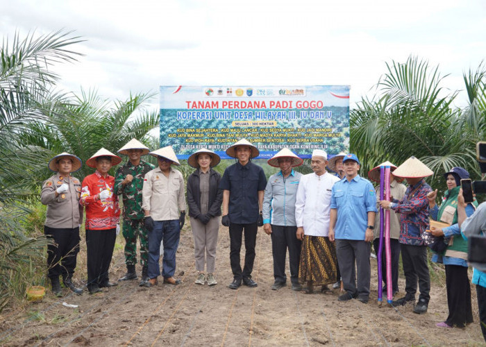 Petani Sawit di OKI Manfaatkan Lahan 778 Hektare Lahan PSR Tanam Padi Gogo