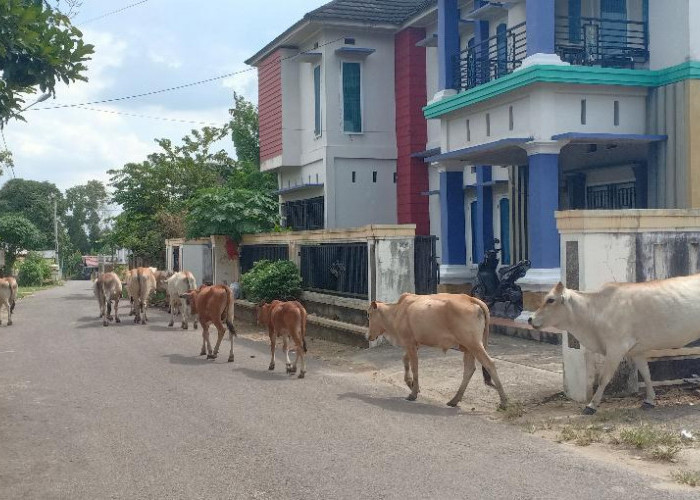 Hewan Kaki Empat Di Ogan Ilir Makin Liar, Masuk Kampung, Lorong dan Jalan Raya