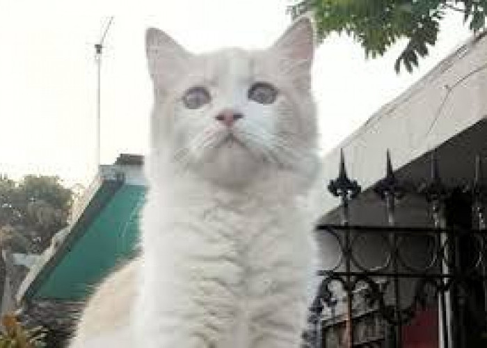 ﻿Apakah Kucing yang Hilang Kembali Pulang ke Rumah? Simak Penjelasannya!