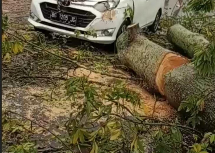 Ditimpa Pohon Kapuk, Satu Keluarga Hampir Kehilangan Nyawa