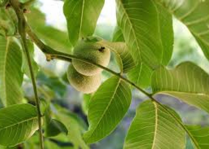 Simak! Begini Cara Mudah Mengolah Daun Jambu Biji untuk Meredakan Nyeri Sakit Gigi