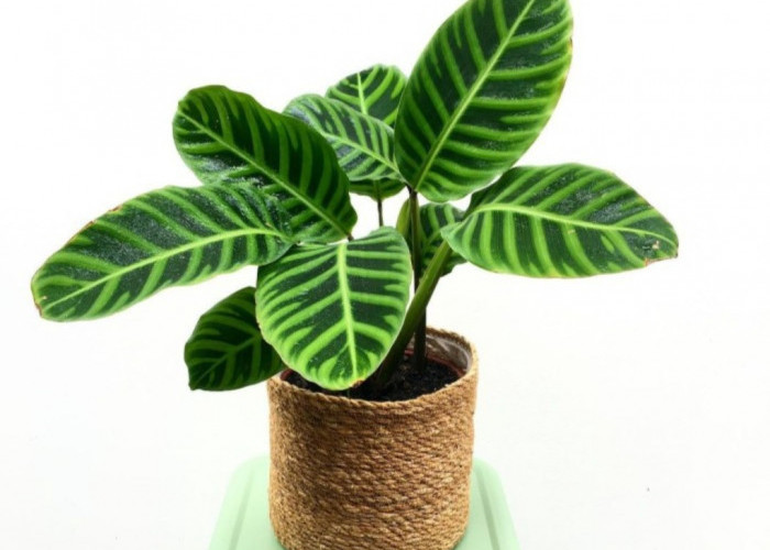 5 Tips Merawat Tanaman Hias Calathea Zebrina