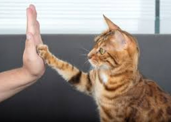 Begini Cara Berkomunikasi sama Kucing Agar Makin Dekat