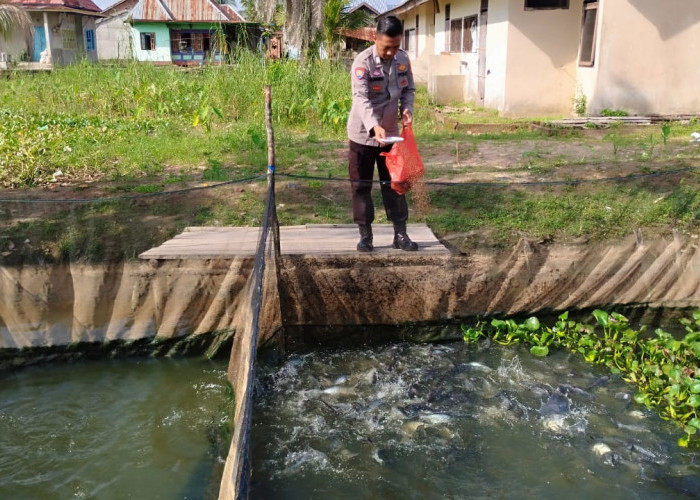 Polsek Pemulutan Budidaya Ikan Patin Thailand