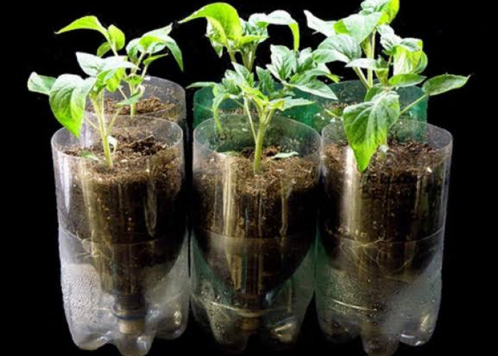 Tips Membuat Kebun Hidroponik dari Botol Bekas Tanpa Gunakan Pompa