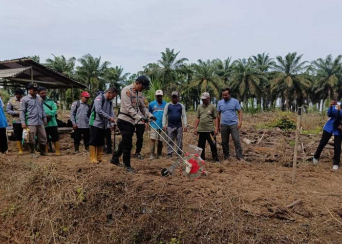 Polsek Mesuji Tanam Jagung Hibrida di Atas Lahan 10 Hektare