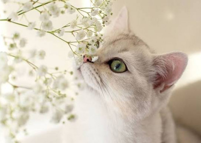 Inilah Cara Praktis Mengelola Aroma Kucing Agar Rumah Tetap Nyaman