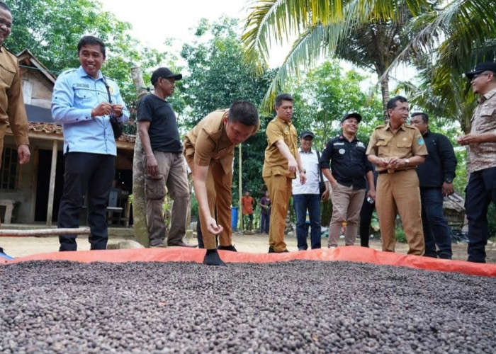 Ternyata Kopi Tumbuh di Bumi Caram Seguguk Ogan Ilir , Bupati  Panca Tinjau Lokasinya 