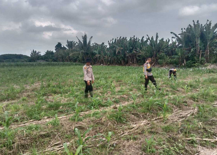 Lahan Terbatas, Polsek Teluk Gelam Manfaatkan Tanah Warga Bertanam Jagung