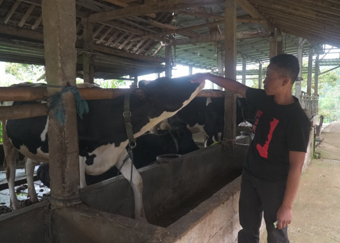 Dapatkan Fasilitas Pembiayaan dan Transaksi dari BRI, Klaster Susu di Ponorogo Berhasil Tingkatkan  Produksi