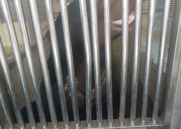 Warga Palembang Serahkan Beruang Madu Berumur 7 Tahun ke BKSDA yang Dirawat Sejak Usia 2 Bulan