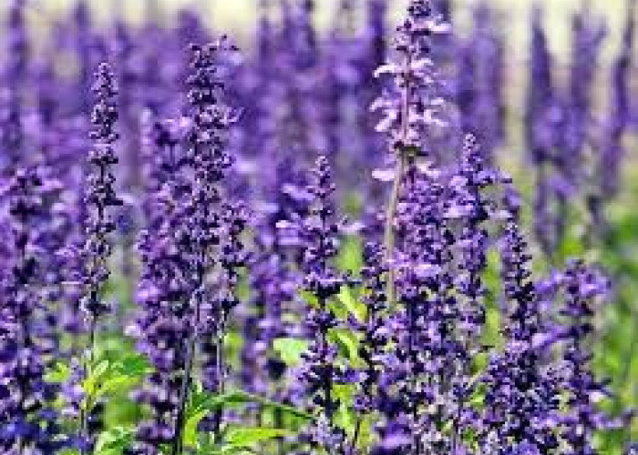 5 Tanaman Hias yang Bisa Mengurangi Stres, Salah Satunya Lavender