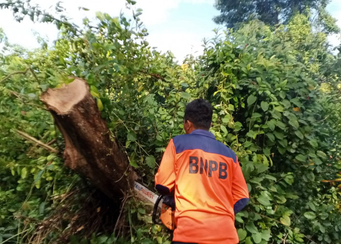 Pohon Tumbang Dievakuasi, Jalan Sekayu-Muara Teladan Kembali Normal