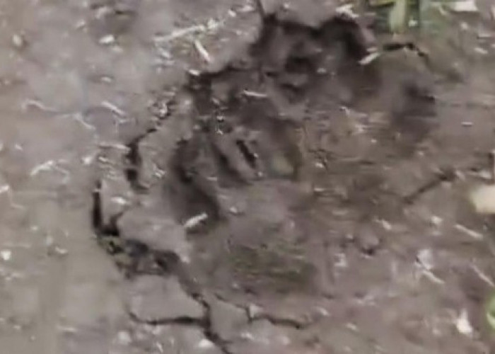 Jejak Kaki Hewan Misterius Ditemukan di Lembang, Warga Resah