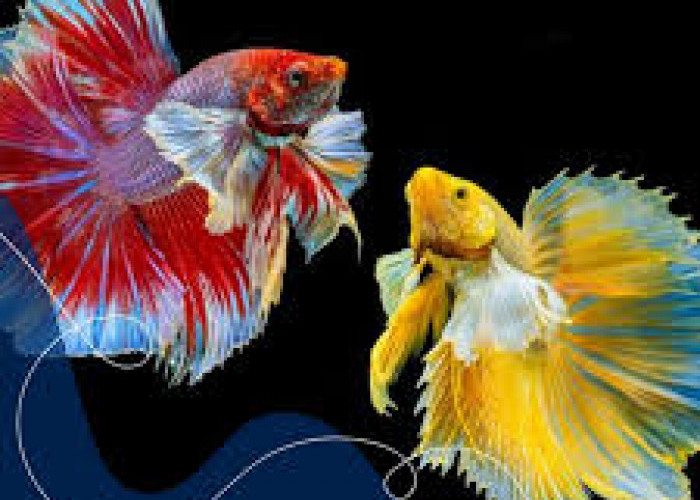 Berapa Lama Seekor Ikan Cupang Bisa Hidup? Simak Penjelasannya!