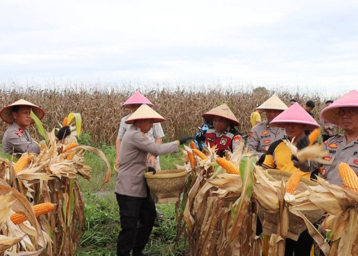 Polres Ogan Ilir Siap Panen Jagung Seluas 3 Hektar